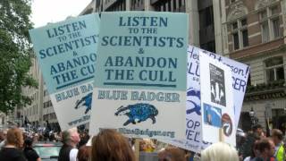 The Badger Cull,  Perturbation & Leaked Documents - October 2013