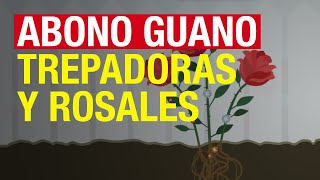 Abono Guano Trepadoras y Rosales - COMPO Jardinería