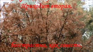 Немного поэзии. Осень и поэт А. Ахматова. A little bit of poetry. Autumn and the poet A. Akhmatova.