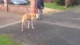 Greyhound with corn, walking