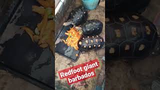 memberi makan redfoot di sore hari #tortoise #tortoisevideo #tortoisecare #redfoot #kuradarat