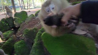 We Tried to help Baby monkey Brady return to Libbey  Rainbow to mom Rose