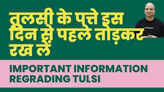 Do NOT Pluck Tulsi leaves after 22nd October Due to this Reason