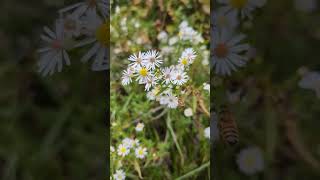 BUSY HONEYBEES on an AUTUMN DAY