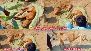 surprised 😲 | The goat gave birth to three children | بکری نے تین بچے دیئے | @joyiaGoatFarm