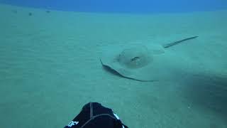 Meeting a ray at Puerto del Carmen. Calipso diving Lanzarote.