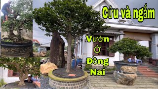 Cứu cây mai ở Vĩnh Cửu đồng Nai,và ngắm một cây mai  thành phẩm quá đẹp