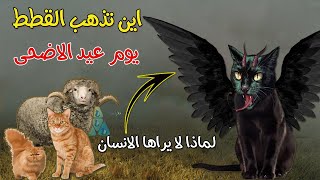 لماذا تختفي القطط تماما يوم عيد الاضحى ؟ واين تذهب  ؟! الإجابة مذهلة بحق!!