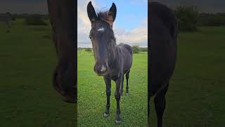 Look How Still I Can Stand | Adorable Foal in the New Forest  #naturesounds #beautiful #foal #horse