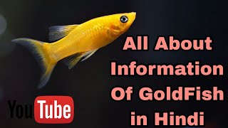 Goldfish | All About Information Of Goldfish in Hindi , #goldfish