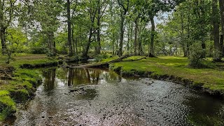 Soothing Forest River Sounds & Calming Birdsong | Nature Sounds to Help You Relax