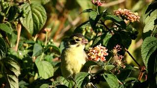 yellow breasted green finch