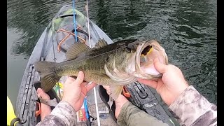 The First Main Lake Frog Fish of The Year - Lady Bird Lake