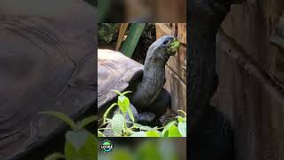 Giant Tortoise Eating, @ Zoo Zurich  #switzerland #zurich