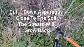 Asparagus Bed Cut Back ✂️ Spring 🌼 Is On It's Way! #growyourownfood #asparagus #enjoygardening