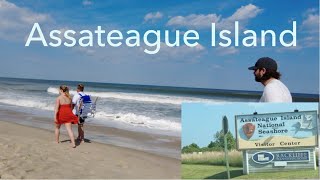 ROAD TRIP TO ASSATEAGUE ISLAND NATIONAL SEASHORE | ASSATEAGUE  ISLAND, MARYLAND