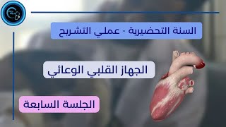 الجهاز القلبي الوعائي | عملي التشريح العام | الجلسة السابعة