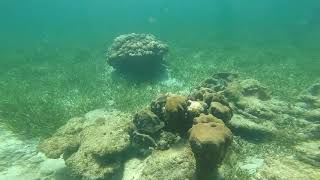 Roatan Snorkeling