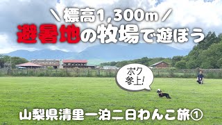 【犬連れ山梨清里旅行観光編】避暑地のドッグランでのびのび過ごす夏の休日 滝沢牧場(長野県) 萌木の村ROCK 山梨県清里一泊二日わんこ旅1/3 旅するペットショップの売れ残りと元保護犬