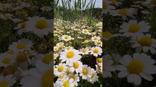 Daisies - Margherite -Margaritas - Ромашки #shorts#shortsfeed