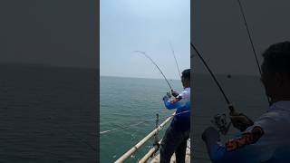 Cara menarik ikan besar #fishing #skywayfishingpier #fish #shark #shortvideo #vidioshort #shorts