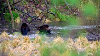 Two Ferocious Wolverines on Frozen Water in the Forest