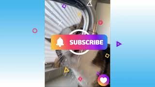 Cute Cat Licking water  | Comedy Shorts | Comedy Animals | Comedy Pets | Funny Videos  #Shorts