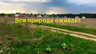 ☀️Природа просыпается| Наши поля и леса| Цветы проснулись 🌷