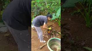 മാറാൻ ചേമ്പ് ഉണ്ടകിൽ ഇങ്ങനെ ചെയ്തു നോക്കു 💚 #gardeningvideos #youtubeshorts #kerala #plant