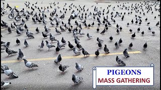 Pigeons Mass Gathering