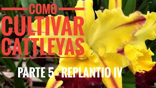 Cultivo de Cattleyas pt.5 - Replantio IV