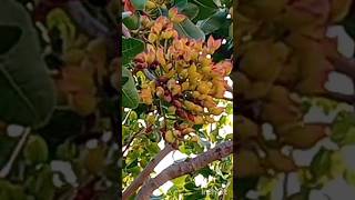 Pistachio Tree (Φυστικιά Δέντρο) #tree #plant #greece #δέντρα #aegina #pistaciavera #κελυφωτόφυστίκι