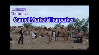 camel market tharparkar || camel market 2021 || camel market camels for sale