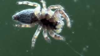 DI MORPHIC JUMPING SPIDER