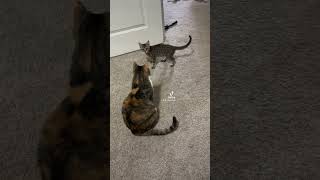 The Funniest Cat Compilation You’ll Ever See!