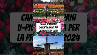 Ecco i principali campi di tulipani in Italia per la primavera 2024