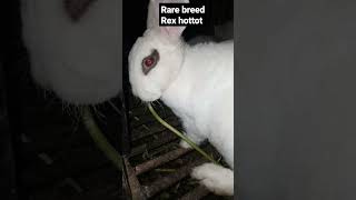 rex hottot | rare rabbit breed #rabbit #rabbitfarming #bunny #pets #youtubeshorts