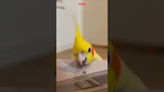 #funny #parrot