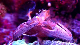 30 sec of a Porcelain Crab