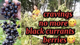 BLACK CURRANTS BERRIES || CRAVINGS SATISFIED