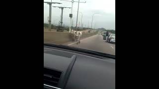 Cows cause accident in Abuja, Nigeria