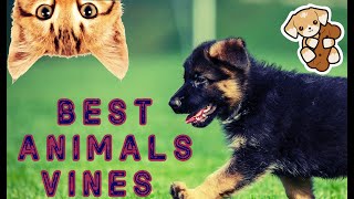 Animals & Pets Vines Best Edition | Crazy Vibes #30