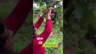 Grapes cutting at vineyard. #shorts  #homebrewgossips