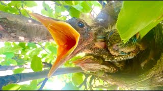 Fews Days to fly - 9th day after hatching ! too hungry to grow :-)