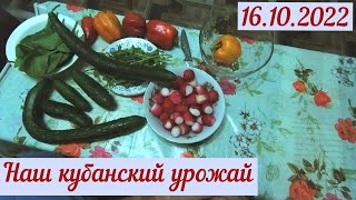 Краснодарский край. Наш урожай(16.10.2022)