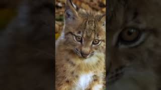 #Serval #Himalayan# cat #Bobcat #Turkish #Angora