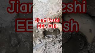 Giant Deshi EEL Fish 🤔🤔🤔🤔🤔🤔🤔🤔🤔🤔🤔