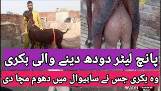 پانچ لیٹر دودھ دینے والی بکری امرتسری بیتل ناگرہ Five Liters Milking Goat Amritsari Betal Nagra