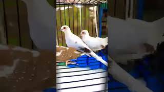 Peid doves 💕 #beauty #doves #birdslover #birdsfarm #pakistan #trending #subscribe