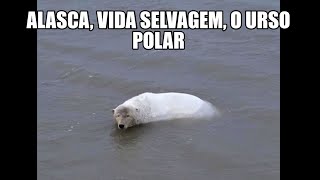 Urso Polar, R$100 reais pela agua de coco - 2023 little max special Barrow Alasca Part II